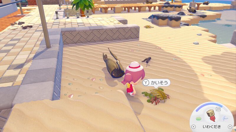 かいそう入手1