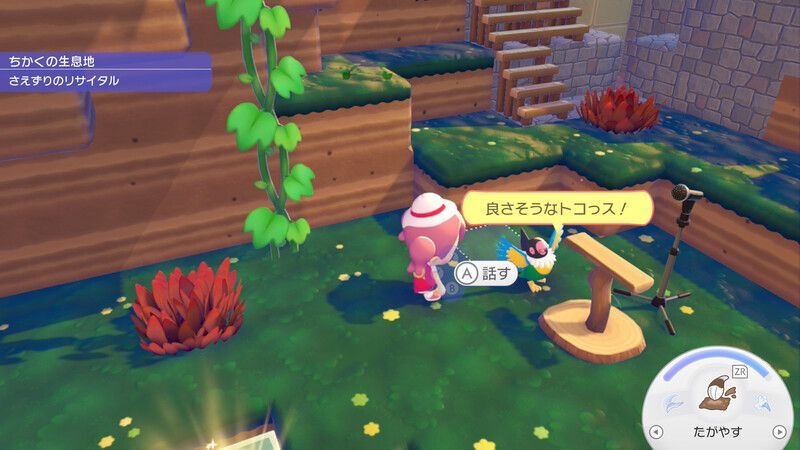 ペラップ出会い1