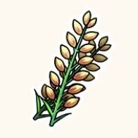 粒が揃った小麦