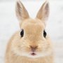 うさぎ