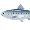 いわし