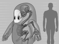 ウソ？ホント？「Fall Guys」の中身を公式が公開