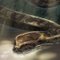 アフリカニシキヘビフォト