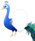 高貴なピーコック