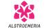 ALSTROEMERIA