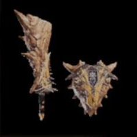 ジャグラスガロテ